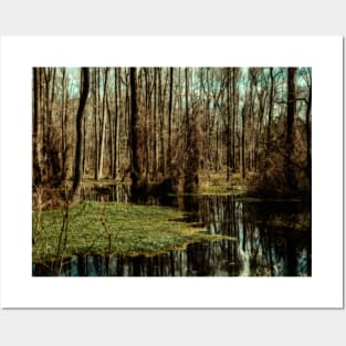 Swamp in Southeastern Georgia Posters and Art